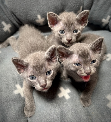 Blossom's kittens at 3 weeks